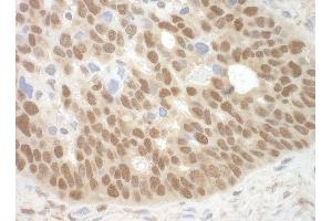 Immunohistochemistry (IHC) image for anti-Methyl-CpG Binding Domain Protein 3 (MBD3) (AA 265-291) antibody (ABIN7448643) (MBD3 anticorps  (AA 265-291))
