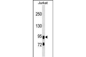 Western blot analysis in Jurkat cell line lysates (35ug/lane). (FIG4 anticorps  (C-Term))