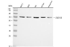 Western blot analysis of SRPRA using anti-SRPRA antibody (ABIN7601408). (SRPRA (AA 346-638) anticorps)