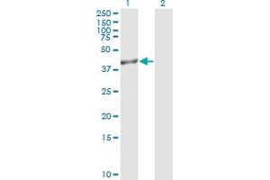 Western Blot analysis of TRIB3 expression in transfected 293T cell line by TRIB3 monoclonal antibody (M05), clone 2F7.