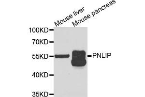Western blot analysis of extracts of mouse liver and mouse pancreas cell lines, using PNLIP antibody. (PNLIP anticorps)