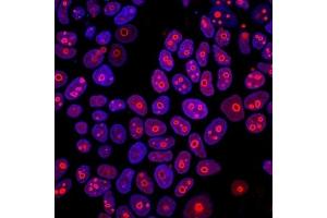 Immunofluorescence Analysis of formaldehyde-fixed MCF-7 cells stained with 5 μg/mL CF568 Mouse anti-Cyclin B1 (CCNB1/1098) (red) and Hoechst (blue).