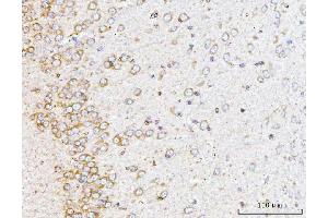 anti-14-3-3 epsilon (YWHAE) (AA 1-255) antibody