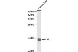 Western blot analysis of extracts of Mouse liver using FABP1 Polyclonal Antibody at dilution of 1:1000. (FABP1 anticorps)