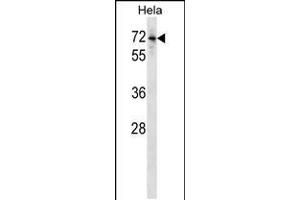 Western blot analysis in Hela cell line lysates (35ug/lane).