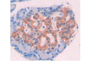 DAB staining on IHC-P Samples:Rat Pancreas Tissue. (AZGP1 anticorps  (AA 18-296))