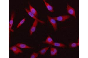 IF analysis of HRD1/SYVN1 using anti-HRD1/SYVN1 antibody (ABIN7602291). (SYVN1 anticorps  (AA 68-604))
