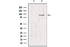 Western blot analysis of extracts from 293, using USP45 Antibody. (USP45 anticorps  (Internal Region))