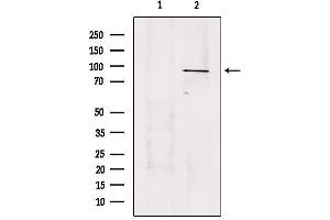 Western blot analysis of extracts from 293, using USP45 Antibody.