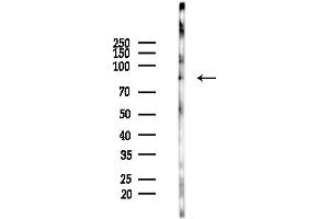 anti-Zinc Finger Protein 839 (ZNF839) (Internal Region) antibody