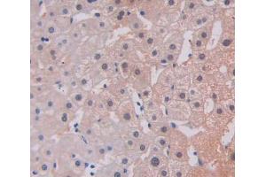 Used in DAB staining on fromalin fixed paraffin- embedded liver tissue (TREX1 anticorps  (AA 6-369))