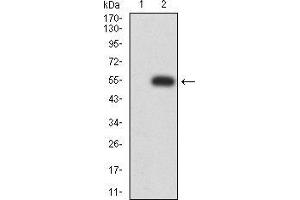 Western blot analysis using P2RX7 mAb against HEK293 (1) and P2RX7 (AA: 226-452)-hIgGFc transfected HEK293 (2) cell lysate.