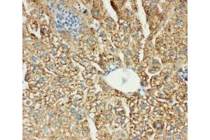 IHC-P: MTCO1 antibody testing of mouse liver tissue (COX1 anticorps  (C-Term))
