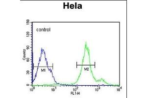 CYC1 Antibody (C-term) (ABIN651531 and ABIN2840281) flow cytometric analysis of Hela cells (right histogram) compared to a negative control cell (left histogram). (Cytochrome C1 anticorps  (C-Term))
