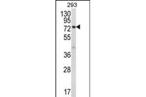 Western blot analysis of JAKMIP1 Antibody (Center) (ABIN652629 and ABIN2842419) in 293 cell line lysates (35 μg/lane). (JAKMIP1 anticorps  (AA 270-297))