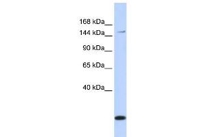 WB Suggested Anti-ABCC3 Antibody Titration:  0. (ABCC3 anticorps  (Middle Region))