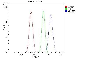 Flow Cytometry analysis of U87 cells using anti-MPI antibody (ABIN7600514). (MPI anticorps  (AA 2-99))