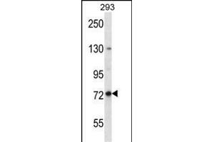 SPG7 Antibody (Center) (ABIN656408 and ABIN2845702) western blot analysis in 293 cell line lysates (35 μg/lane). (SPG7 anticorps  (AA 115-141))