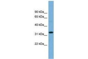 Image no. 1 for anti-Olfactory Receptor, Family 6, Subfamily C, Member 68 (OR6C68) (N-Term) antibody (ABIN6743311) (OR6C68 anticorps  (N-Term))