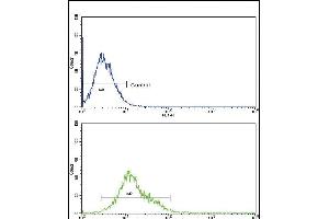 CYP8B1 Antibody (C-term) (ABIN652734 and ABIN2842486) flow cytometric analysis of k562 cells (bottom histogram) compared to a negative control cell (top histogram).