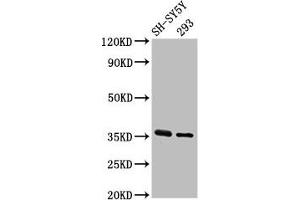 Western Blot Positive WB detected in: SH-SY5Y whole cell lysate, 293 whole cell lysate All lanes: GAS1 antibody at 3. (GAS1 anticorps  (AA 248-318))