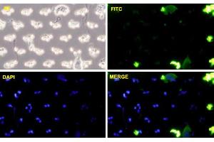 PC3-MM2 cells were stained with CDH11-FITC labeled monoclonal antibody (Green).
