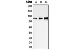 Western blot analysis of STAT1 expression in HeLa (A), NIH3T3 (B), PC12 (C) whole cell lysates. (STAT1 anticorps  (C-Term))