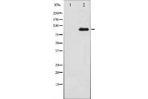 Western Blotting (WB) image for anti-Protein Kinase C, zeta (PRKCZ) antibody (ABIN1844818) (PKC zeta anticorps)