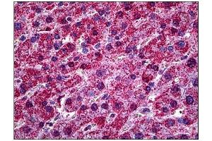 Immunohistochemistry (IHC) image for anti-Hypoxia Up Regulated 1 (HYOU1) antibody (ABIN781900)