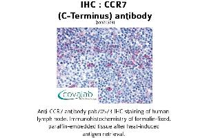 Image no. 1 for anti-Chemokine (C-C Motif) Receptor 7 (CCR7) (C-Term) antibody (ABIN1732780) (CCR7 anticorps  (C-Term))