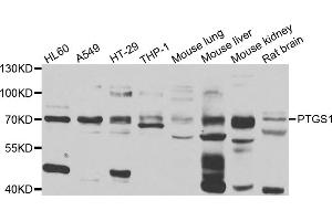 Western blot analysis of extracts of various cell lines, using PTGS1 antibody. (PTGS1 anticorps)