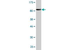 Western Blot detection against Immunogen (84.
