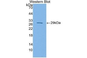Western Blotting (WB) image for anti-Signal-Regulatory Protein beta 1 (SIRPB1) (AA 127-356) antibody (ABIN1870890) (SIRPB1 anticorps  (AA 127-356))