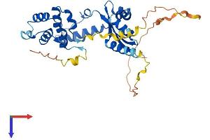 AlphaFold protein structure predicition of Mouse Recombinant Dedd Protein, UniprotID Q9Z1L3