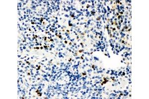 IHC-P: MPO antibody testing of mouse spleen tissue