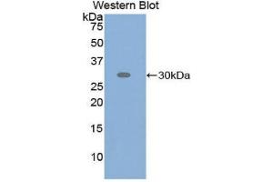 Western Blotting (WB) image for anti-Activating Transcription Factor 6 (ATF6) (AA 423-646) antibody (ABIN1858094) (ATF6 anticorps  (AA 423-646))