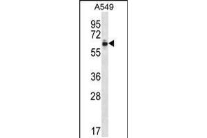 Western blot analysis in A549 cell line lysates (35ug/lane). (ZNF417 anticorps  (AA 136-164))