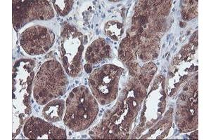 Image no. 1 for anti-CNDP Dipeptidase 2 (Metallopeptidase M20 Family) (CNDP2) antibody (ABIN1497548) (CNDP2 anticorps)