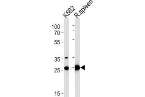 Western Blotting (WB) image for anti-Solute Carrier Family 25, Member 37 (SLC25A37) antibody (ABIN3004289) (SLC25A37 anticorps)