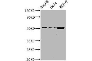 Western Blot Positive WB detected in: HepG2 whole cell lysate, Hela whole cell lysate, MCF-7 whole cell lysate All lanes: CDS2 antibody at 6 μg/mL Secondary Goat polyclonal to rabbit IgG at 1/50000 dilution Predicted band size: 52, 30 kDa Observed band size: 52 kDa (CDS2 anticorps  (AA 354-445))