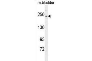 RICTOR Antibody (C-term) (ABIN391385 and ABIN2841393) western blot analysis in mouse bladder tissue lysates (35 μg/lane). (RICTOR anticorps  (C-Term))