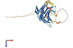 AlphaFold protein structure predicition of Human Recombinant HORMAD2 Protein, UniprotID Q8N7B1
