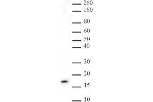 Histone H3 trimethyl Lys27 antibody tested by Western blot. (Histone 3 anticorps  (H3K27me3))
