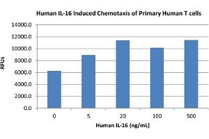 SDS-PAGE of Human Interleukin-16 Recombinant Protein Bioactivity of Human Interleukin-16 Recombinant Protein. (IL16 Protéine)