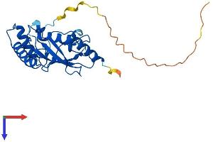 AlphaFold protein structure predicition of Human Recombinant CDC34 Protein, UniprotID P49427