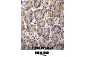 RPL27 Antibody immunohistochemistry analysis in formalin fixed and paraffin embedded human stomach tissue followed by peroxidase conjugation of the secondary antibody and DAB staining.