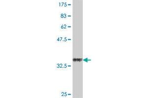 Western Blot detection against Immunogen (35.