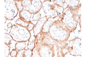 Formalin-fixed, paraffin-embedded human placenta stained with Aurora B Recombinant Mouse Monoclonal Antibody (rAURKB/1592). (Recombinant Aurora Kinase B anticorps  (AA 89-251))