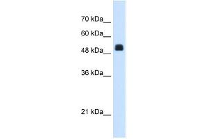 NAGS antibody used at 1. (NAGS anticorps  (C-Term))