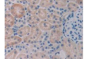 Detection of CBG in Rat Kidney Tissue using Monoclonal Antibody to Corticosteroid Binding Globulin (CBG) (SERPINA6 anticorps  (AA 173-344))